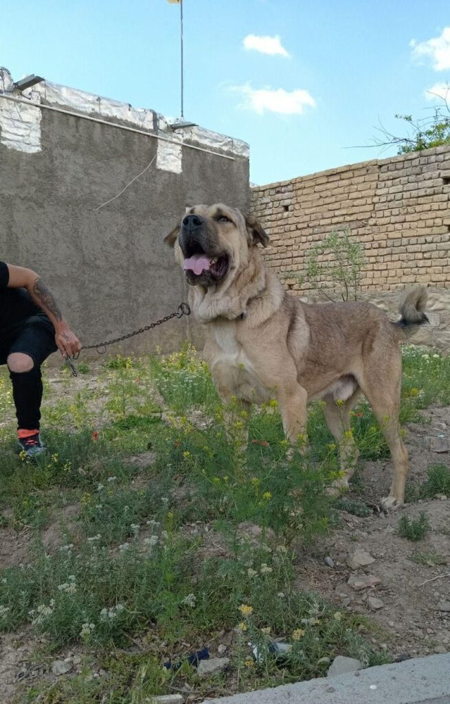 عراقی ۱۷ماه