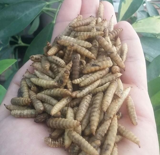 لارو حشره مگس سرباز سیاه (خوراک پرنده)