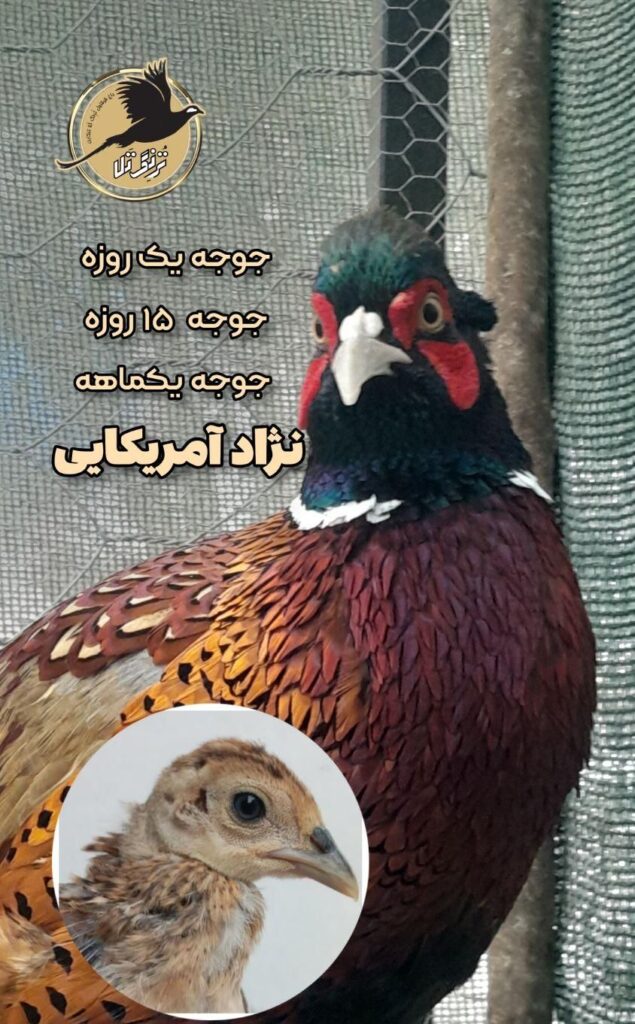 فروش جوجه آمریکایی