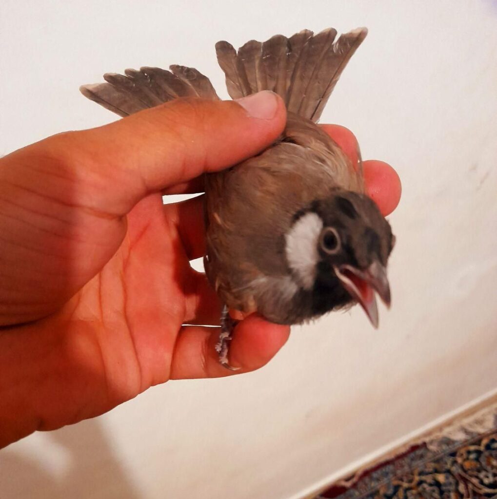 سهره قناری فنچ
