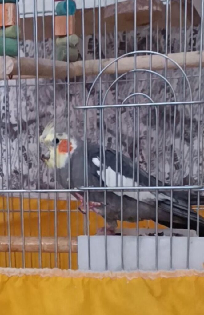 عروس هلندی نر سخنگو