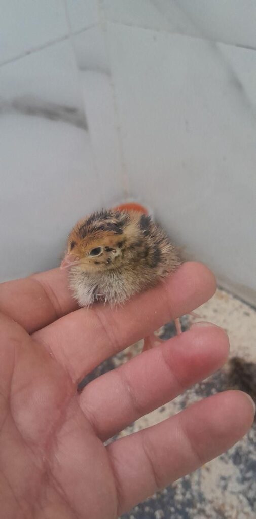 جوجه بلدرچین ۳روزه