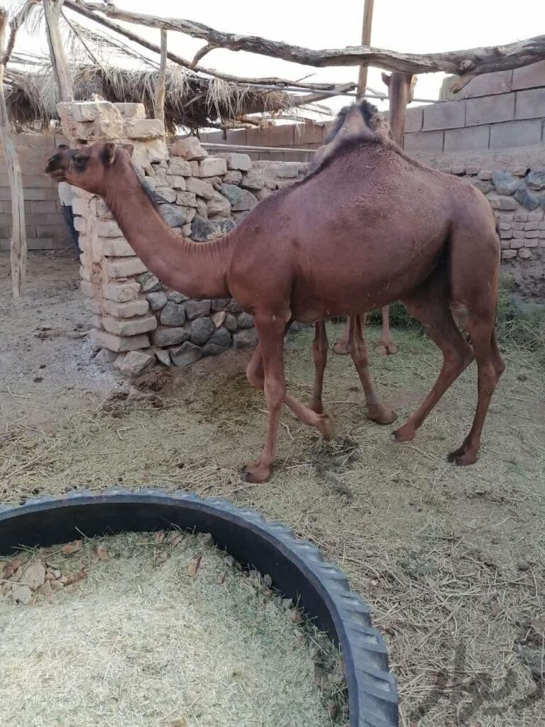 شتر یه ساله ماده(مجی)