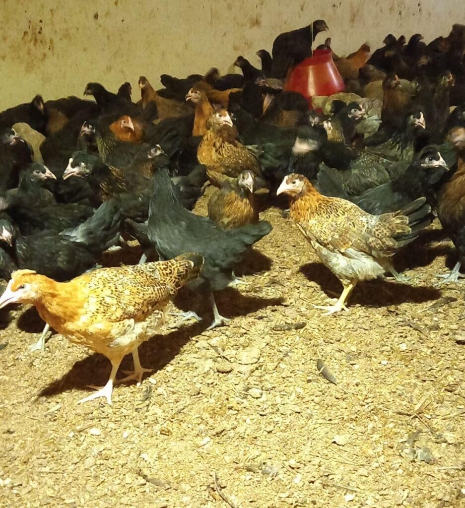 جوجه رسمی
