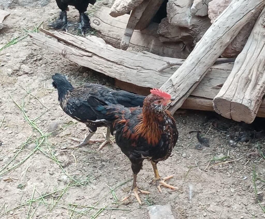 خروس گلین. ومرندی