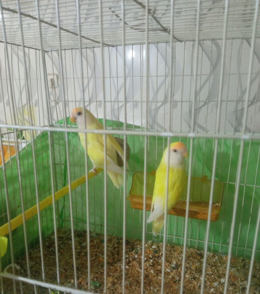 کوتوله برزیلی فروشی