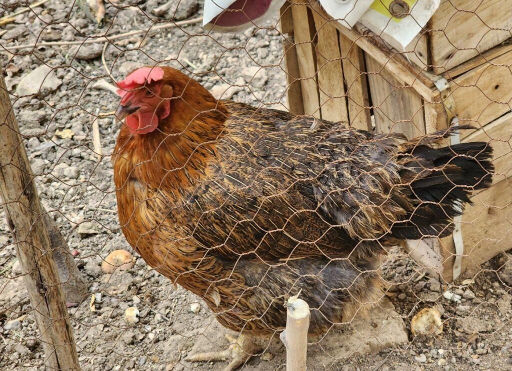 مرغ بومی