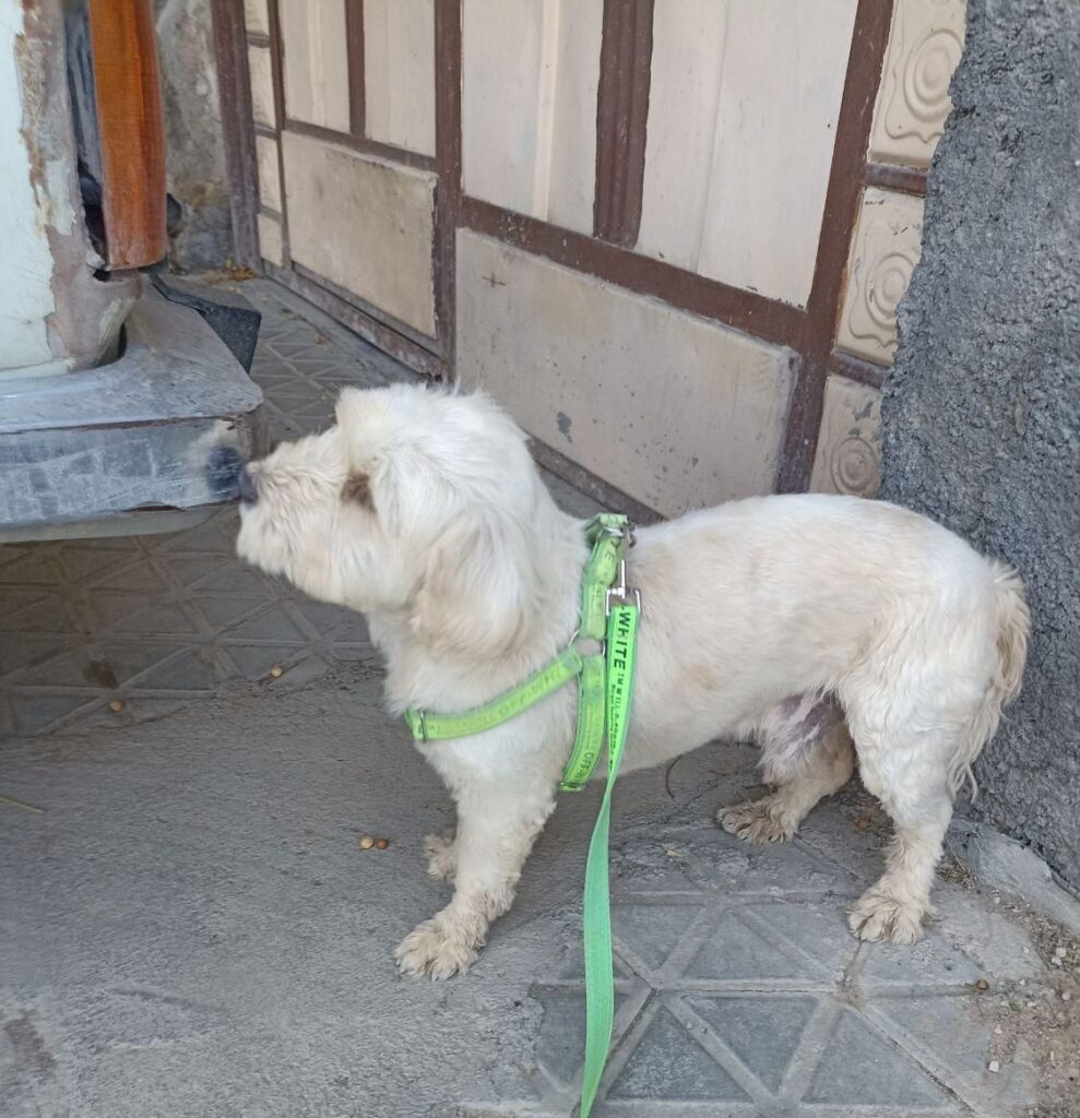 سگ پاپی