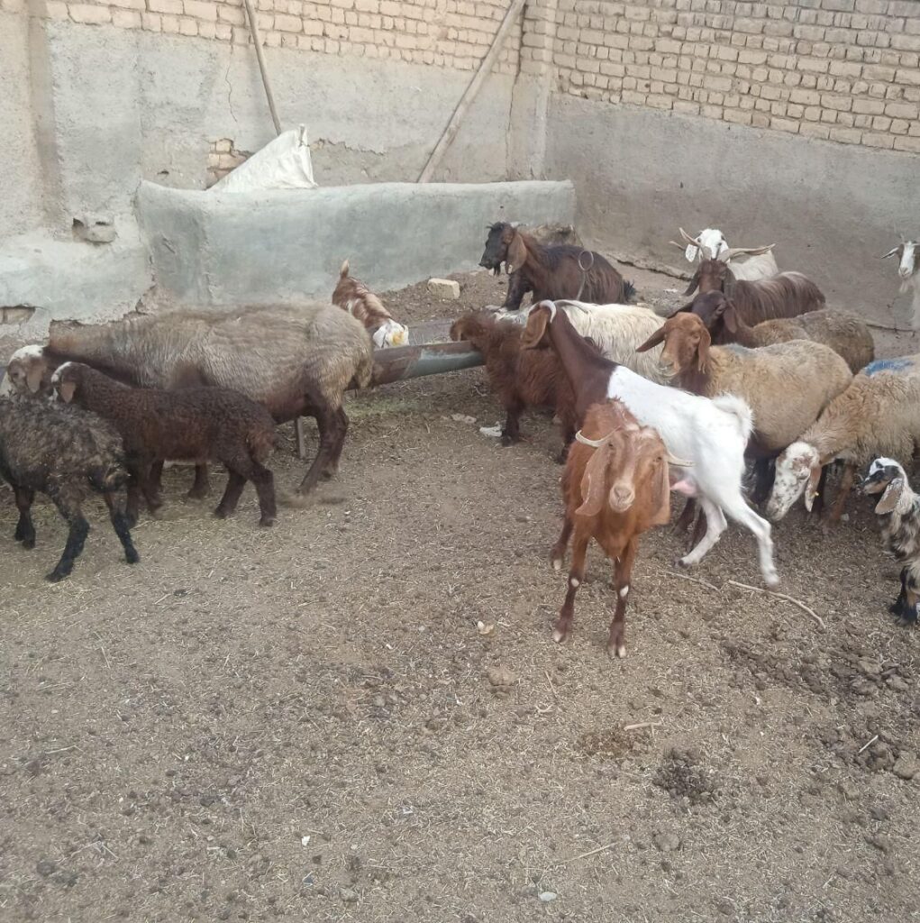 گوسفند بز معاوضه پارس ۴۰۵ پراید تیبا وانت سمند ۲۰۶