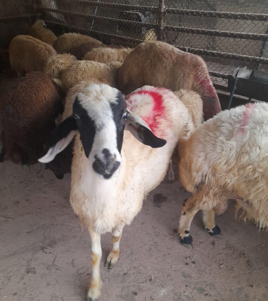 گوسفند زنده پرواری
