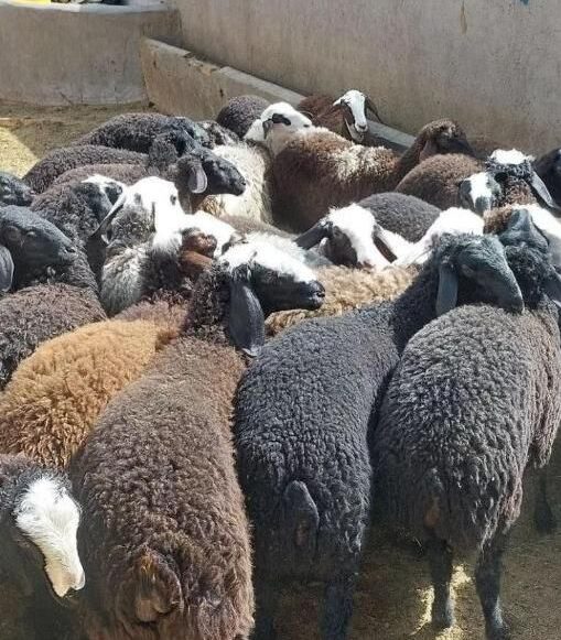 گوسفند رسالت پیروزی نارمک تهرانپارس هروی زنده