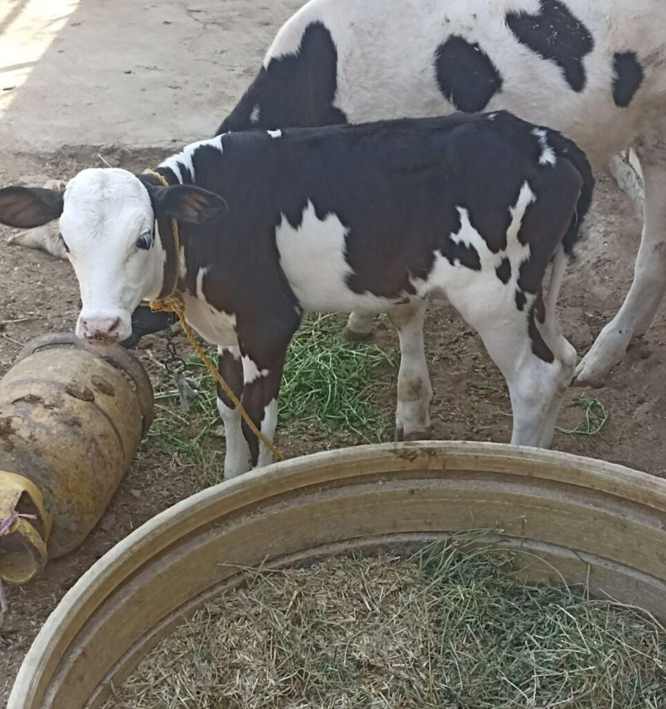 گوساله ماده سیمنتال شیری