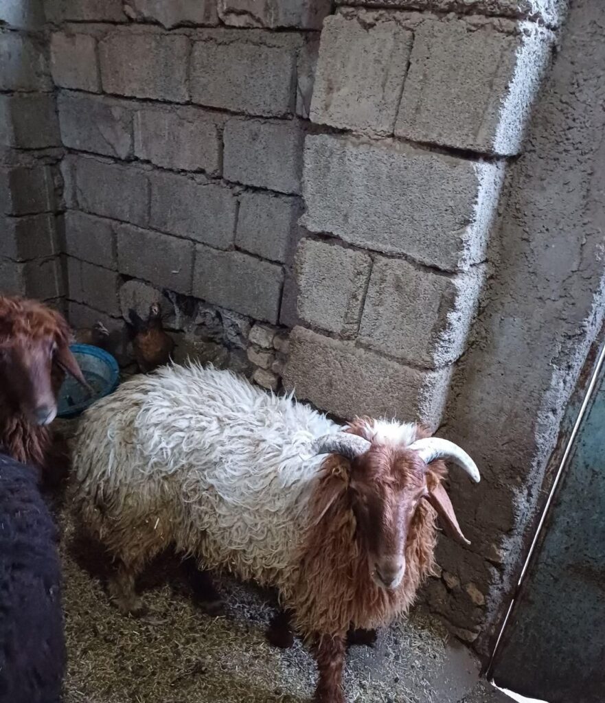 بره یاگوسفند