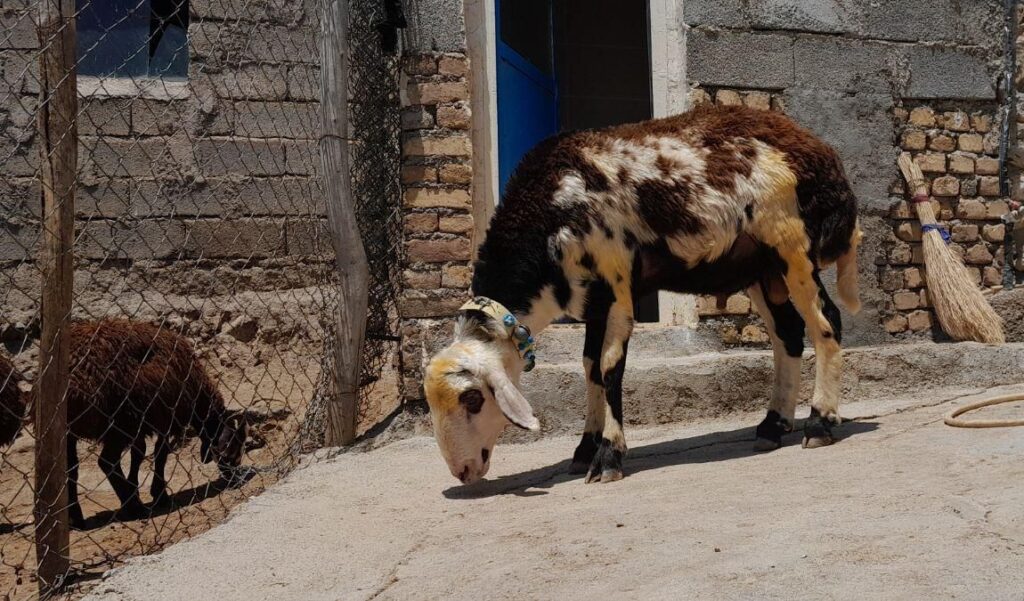 بره قوچ پلنگی