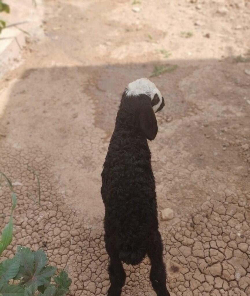 بره ماده شالی شیرمست