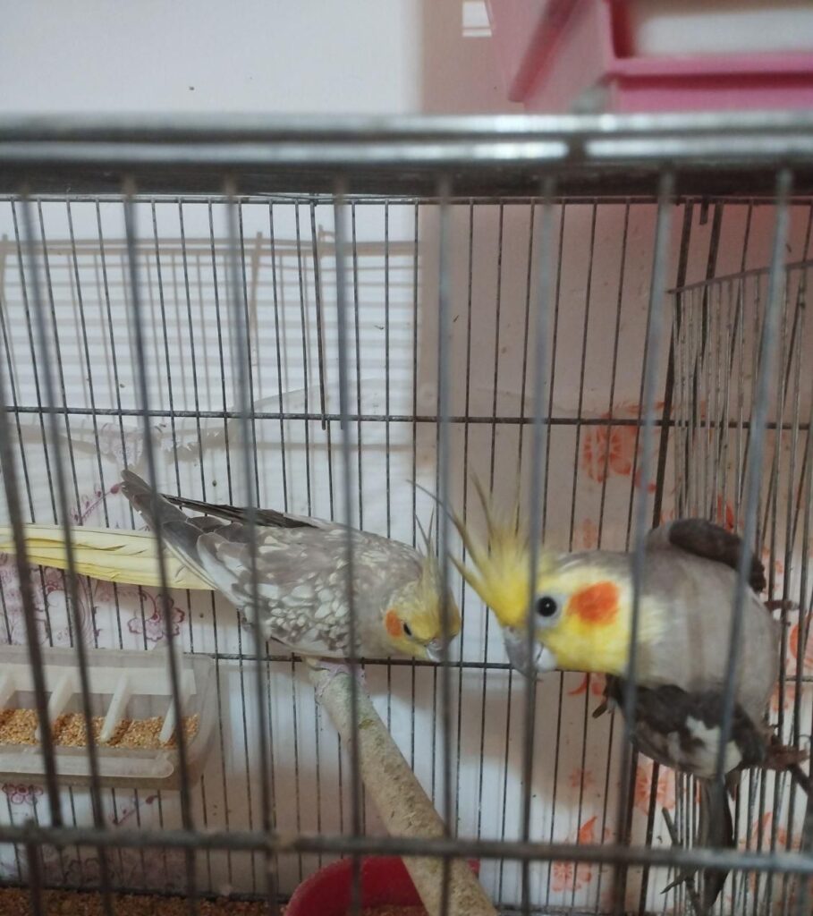 جفت عروس هلندی و جوجه