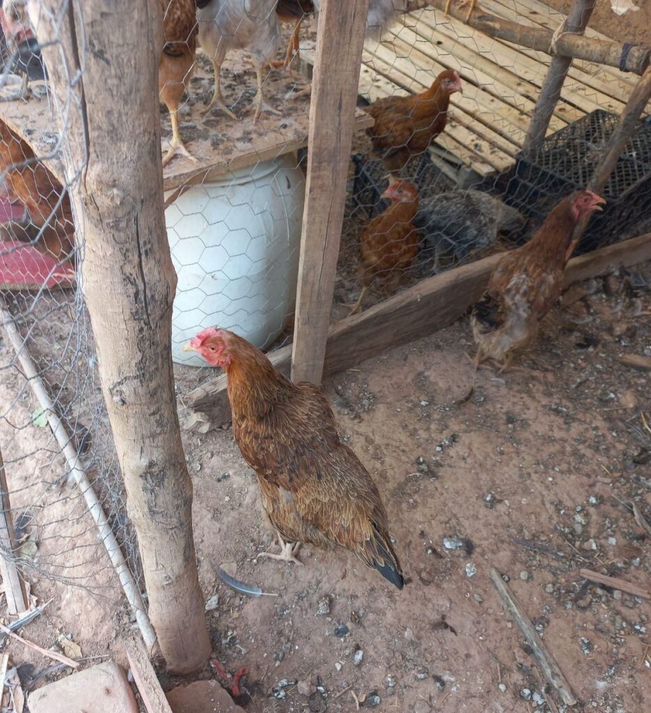 سه عدد مرغ کردی