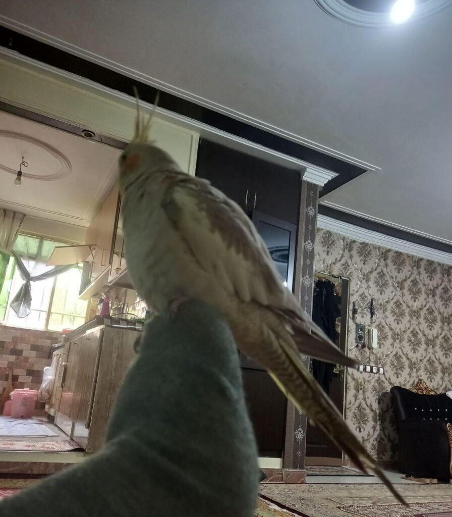 عروس ماده