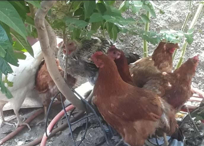 مرغ خروس رسمی و برهما