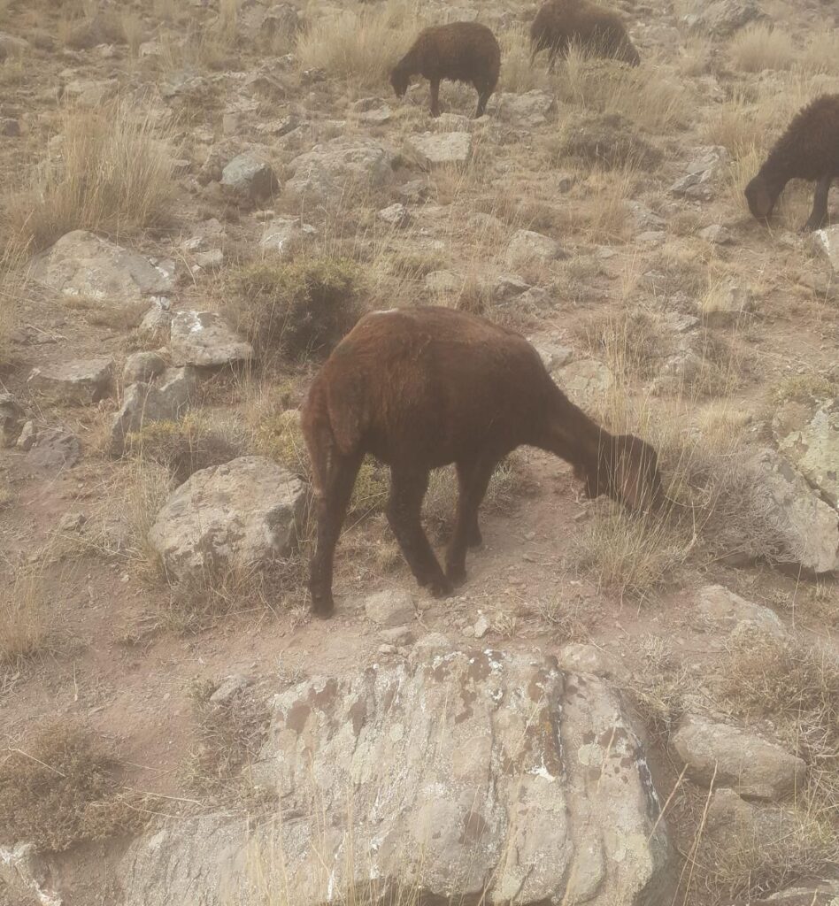 یک عدد بره