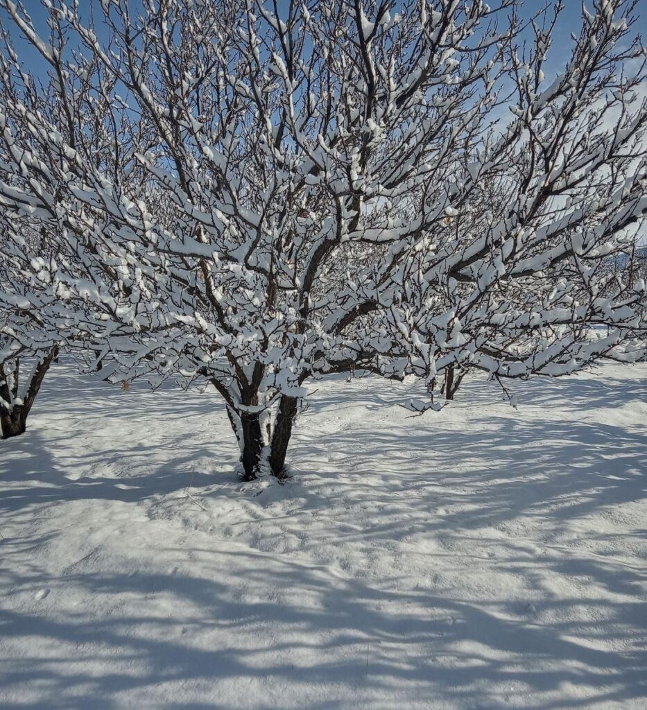 گندم برای مرغ