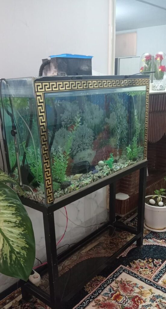 ماهی واکواریوم