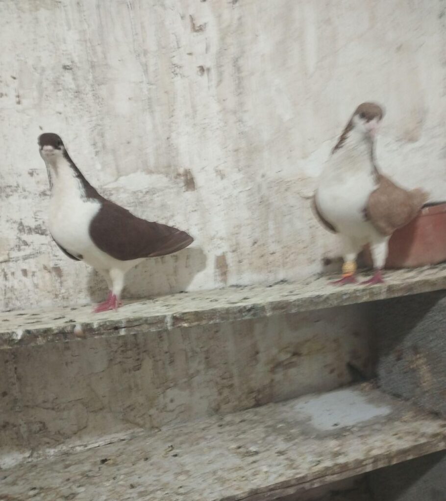 لچگی
