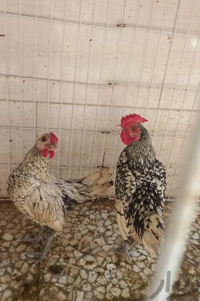 مرغ و خروس سبرایت