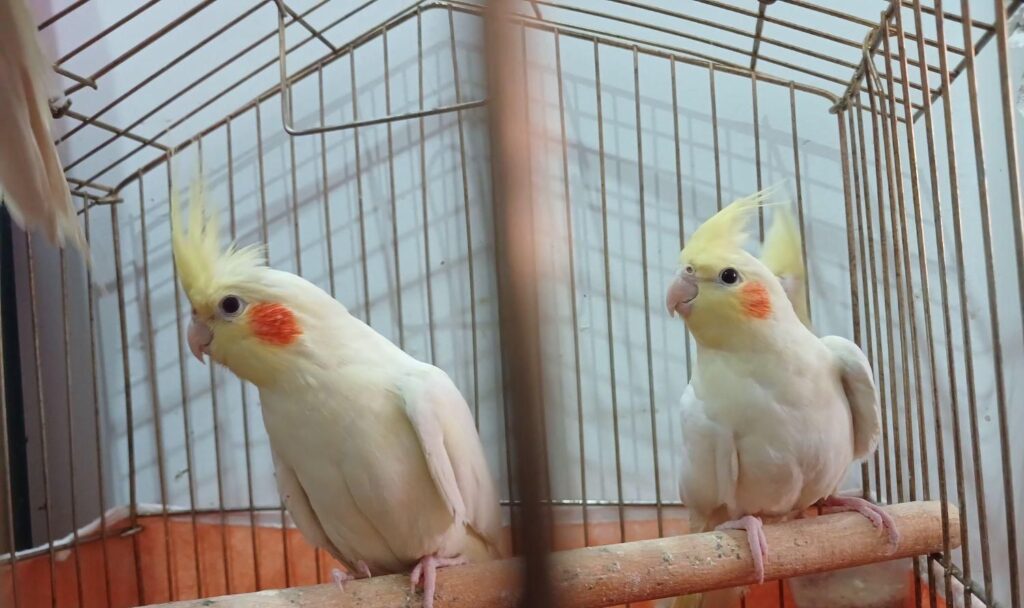 عروس هلندی