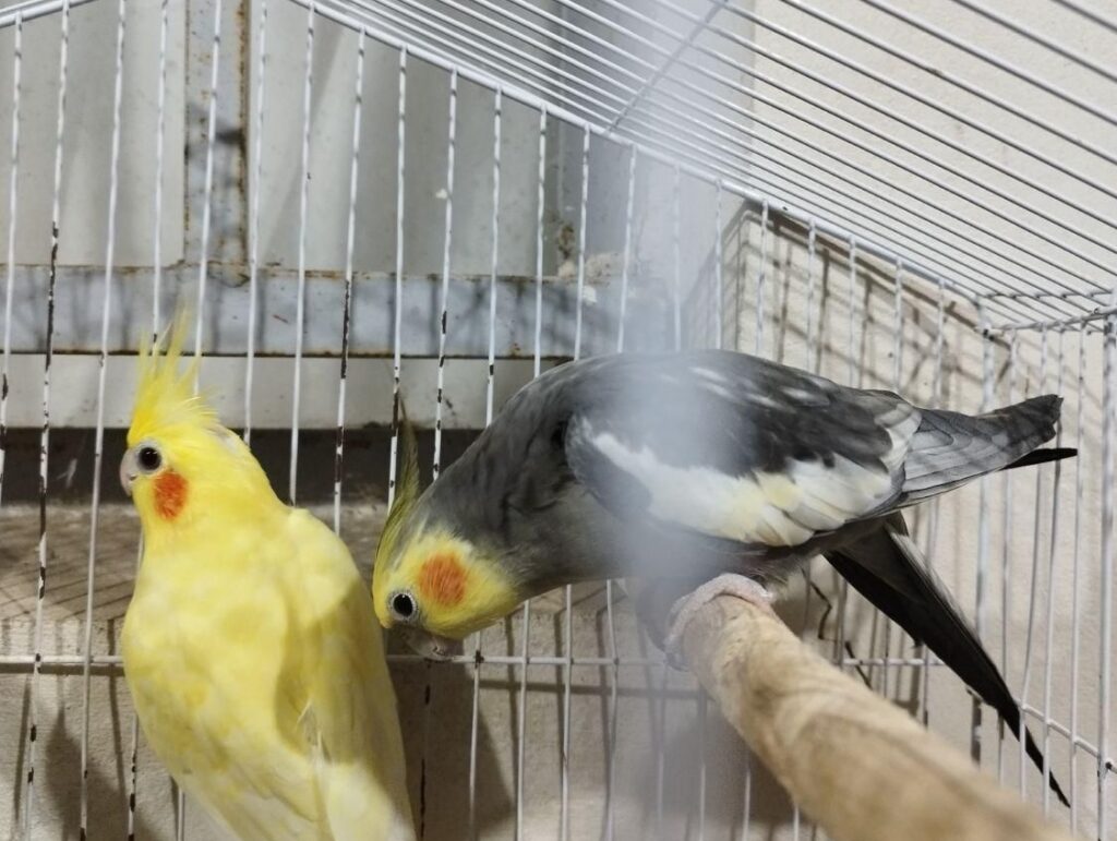 عروس هلندی نرو ماده تخم گذار