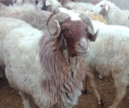 گوسفند زنده شبانه روزی باقصاب کل تهران