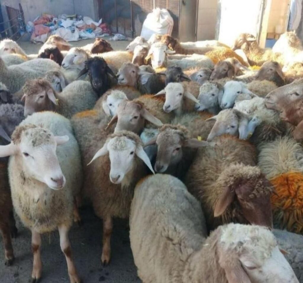 گوسفند زنده زیر نظرشهرداری تهران همراه باقصاب