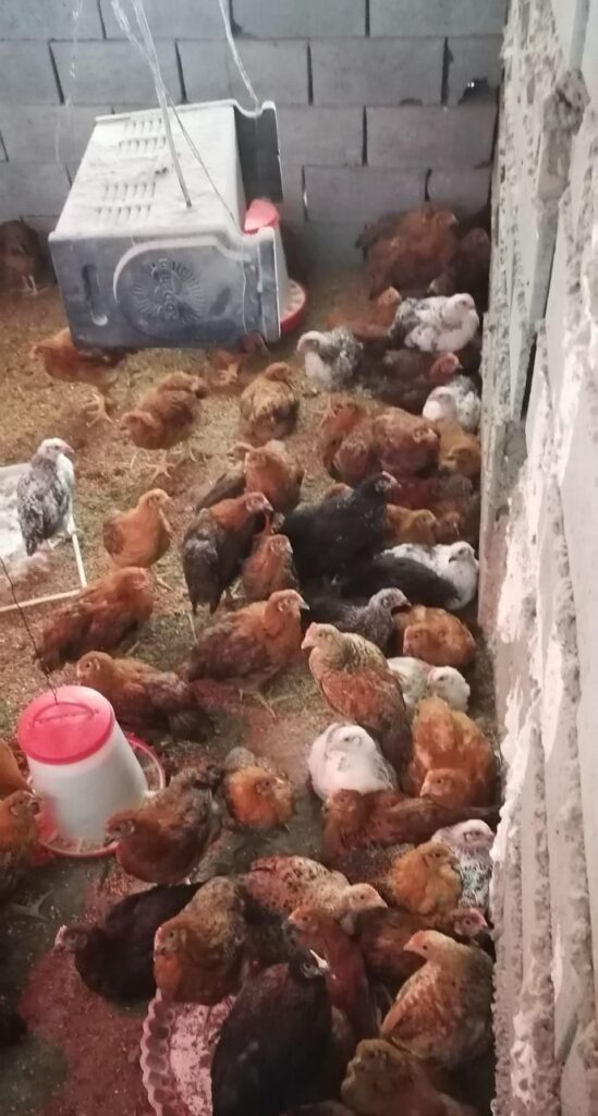 جوجه محلی گلپایگان 1 ماهه