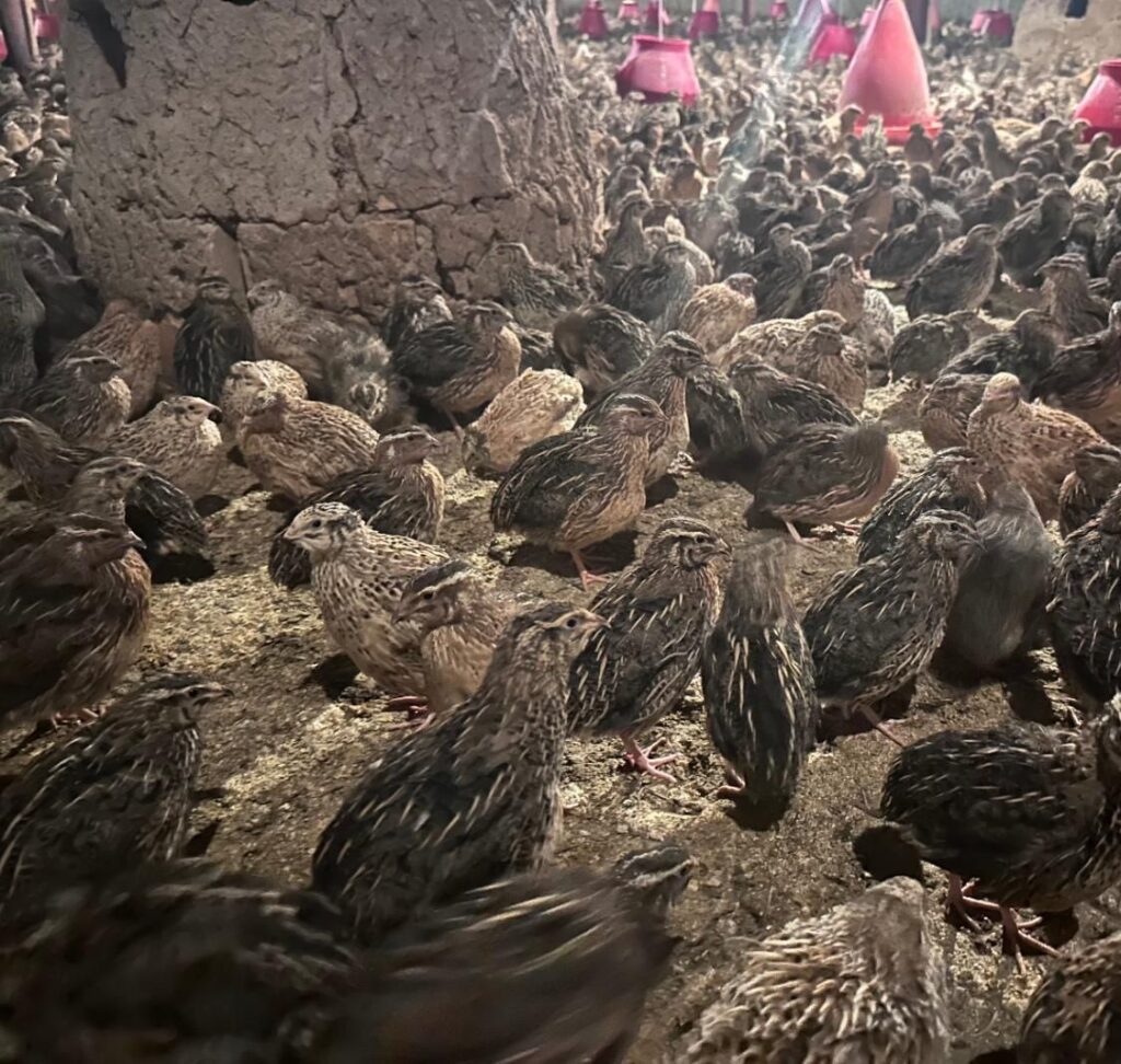 بلدرچین اماده کشتار