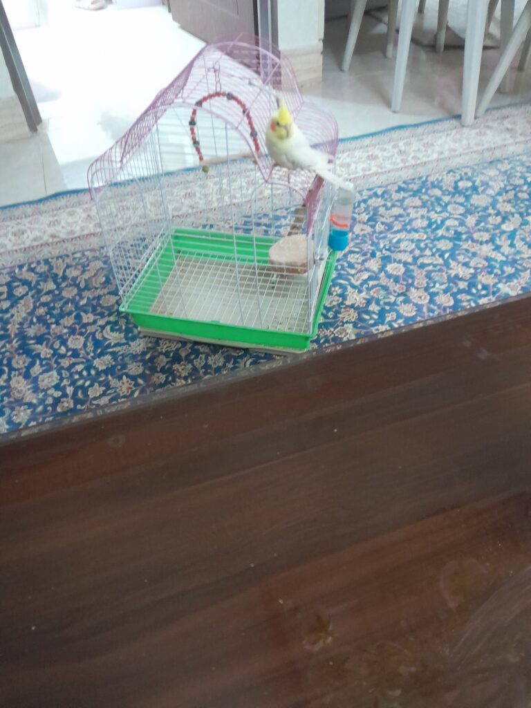 عروس هلندی نر‌دستی