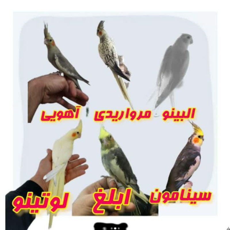 خرید فروش انواع عروس هلندی عرفان