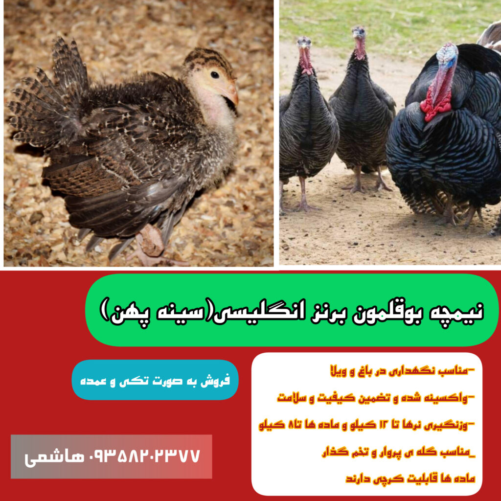جوجه بوقلمون برنز ۱ ماهه