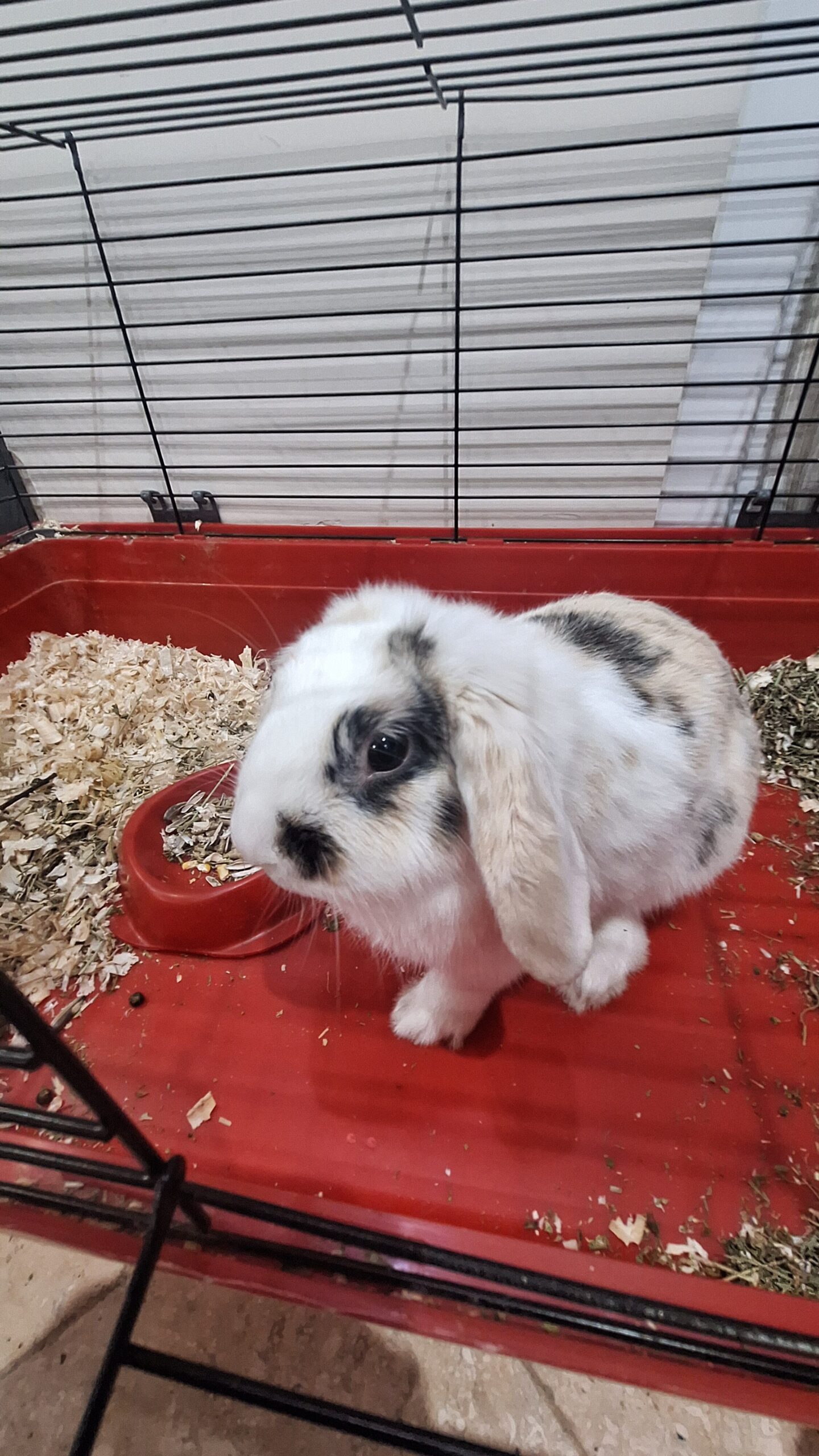 خرگوش خانگی