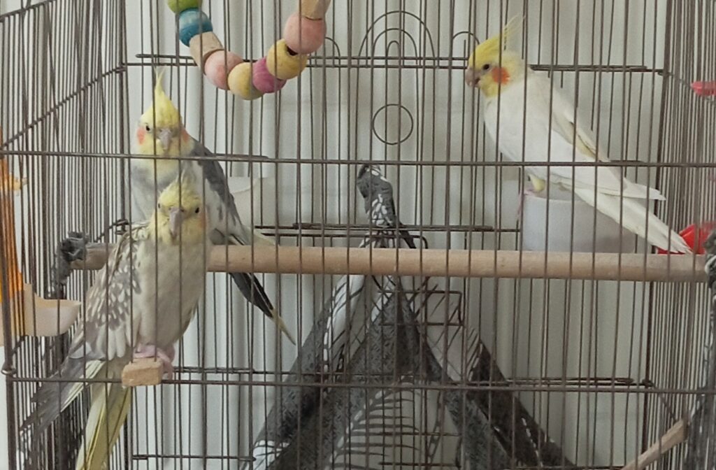 عروس هلندی