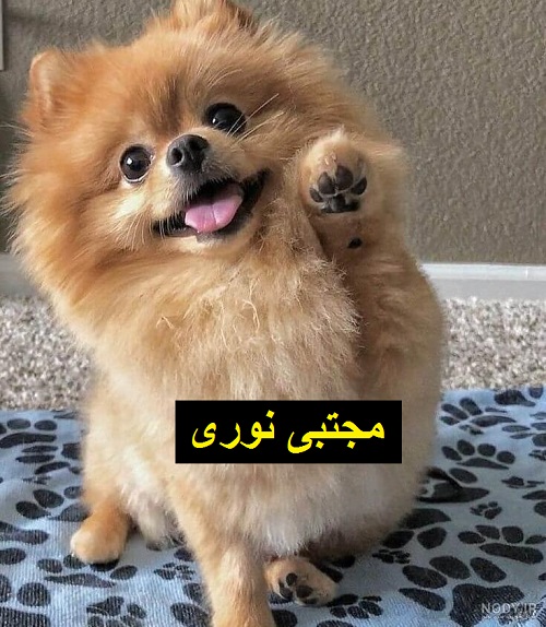 فروش منحصر به فرد توله پامرین با جذابیت و کیفیت بی‌نظیر