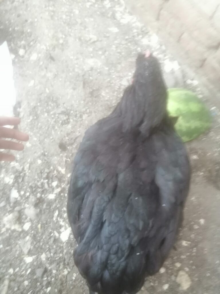 مرغ برهما یا براهما جوان و سالم