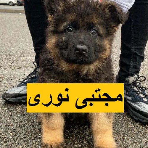 فروش توله ژرمن شپرد مو کوتاه نژادی با اعتماد به نفس و هوش بالا،