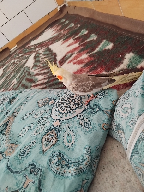 عروس هلندی دستی و مهربون