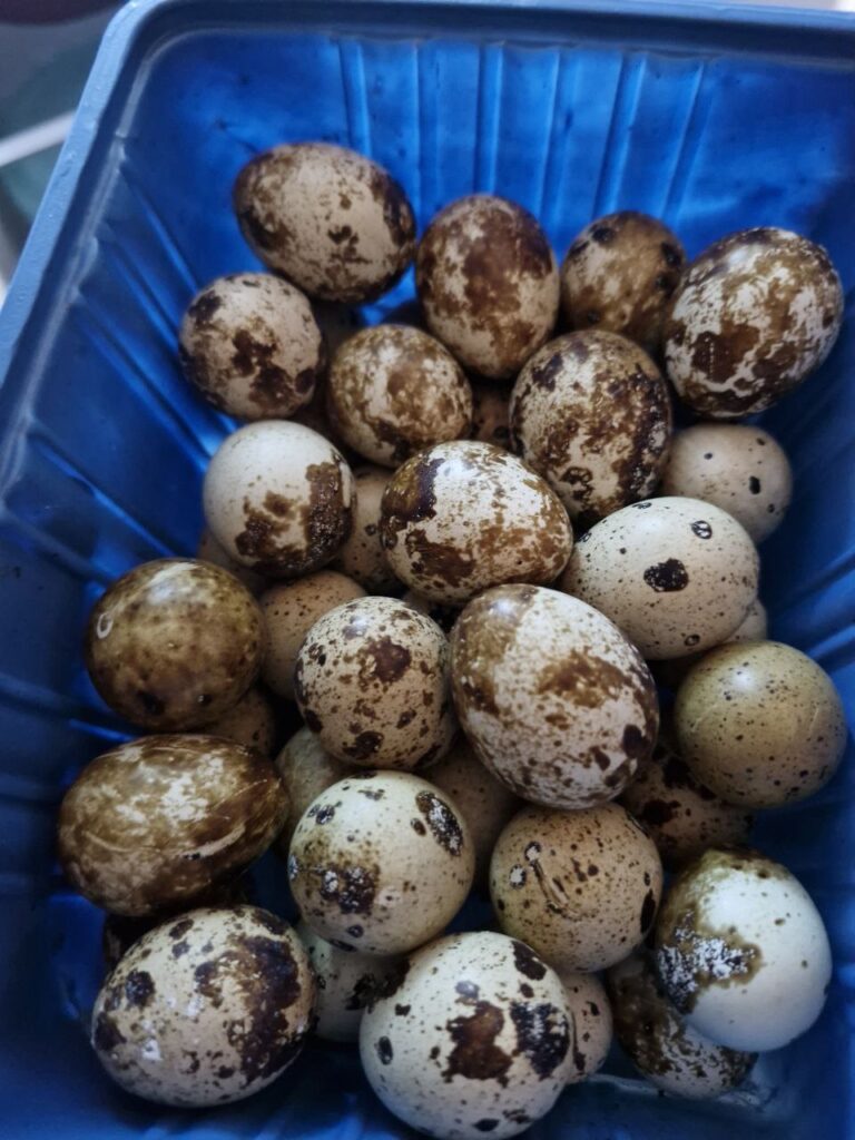 تخم بلدرچین‌