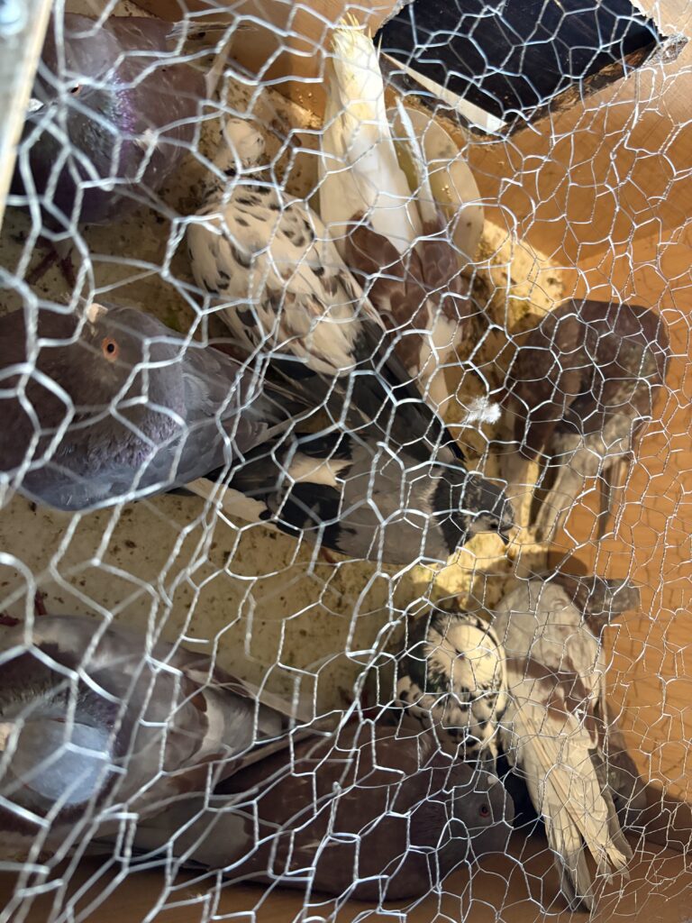 کبوتر شهرستانی