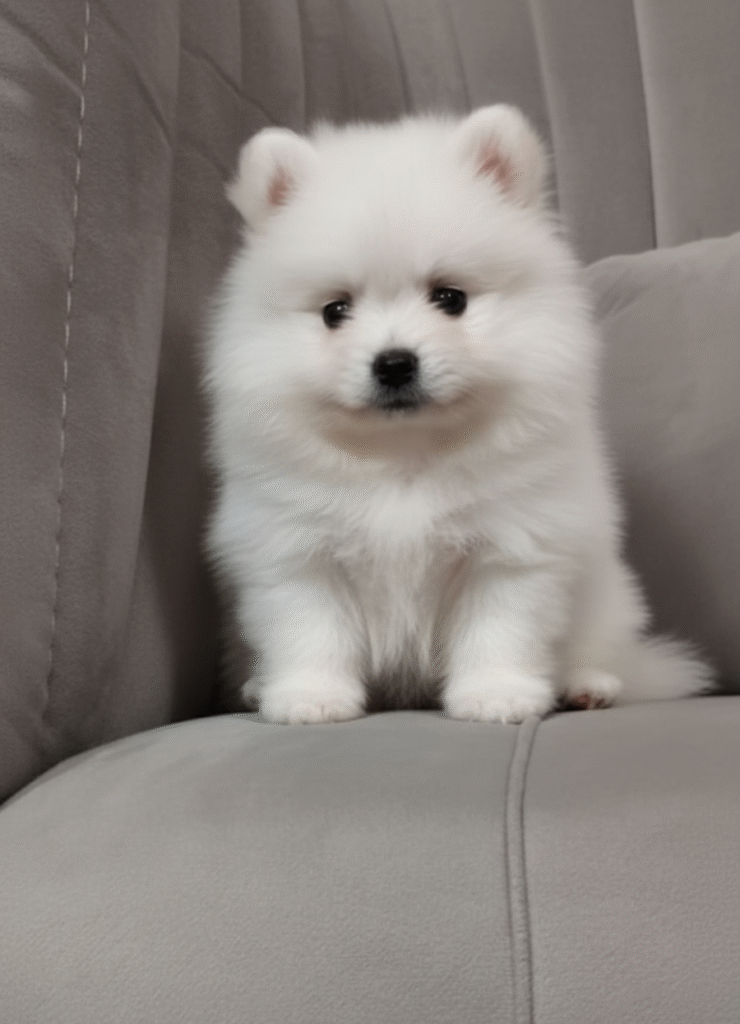 واگذاری رایگان پامرانین خرسی