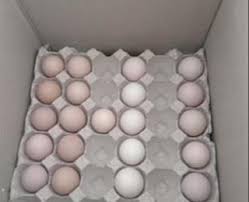 فروش تخم نطفه دار