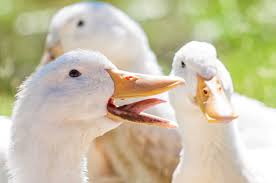 پرورش اردک سفید معمولی | راهنمای جامع نگهداری، تغذیه، بیماری و قیمت ۲۰۲۵