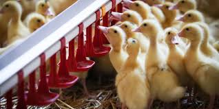 بزرگترین مرکز پرورش اردک در مازندران ، فروش تخم نطفهدار، جوجه و مولد