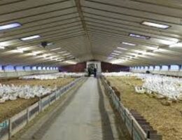 پرورش اردک سفید معمولی 2025